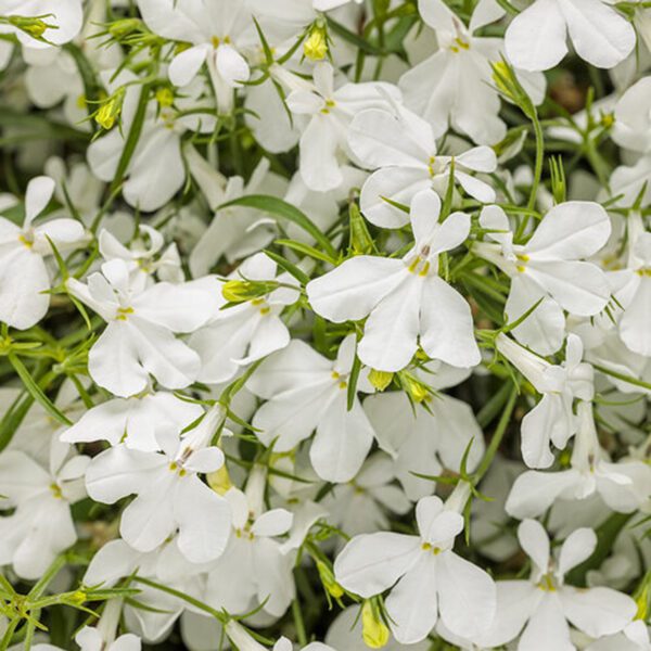 LAGUNA® Cloud White™ Lobelia - Annual