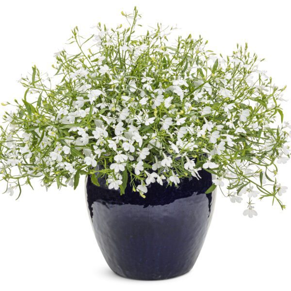 LAGUNA® Cloud White™ Lobelia - Annual