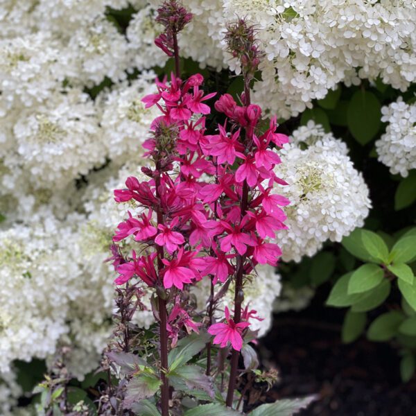 Lobelia Starship Deep Rose - Perennial