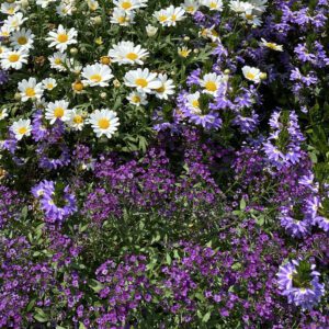 VIOLET KNIGHT™ Lobularia - Annual