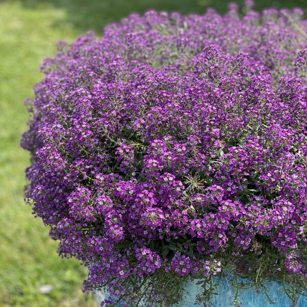 VIOLET KNIGHT™ Lobularia - Annual