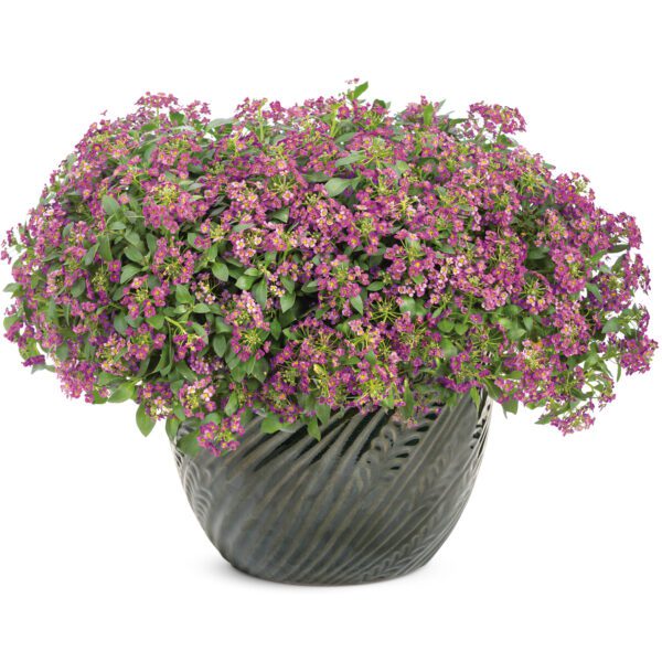 VIOLET KNIGHT™ Lobularia - Annual