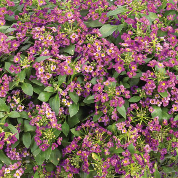 VIOLET KNIGHT™ Lobularia - Annual