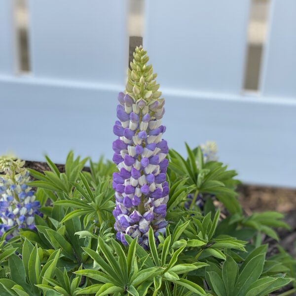 MINI GALLERY™ Blue Bicolor Lupinus - Perennial