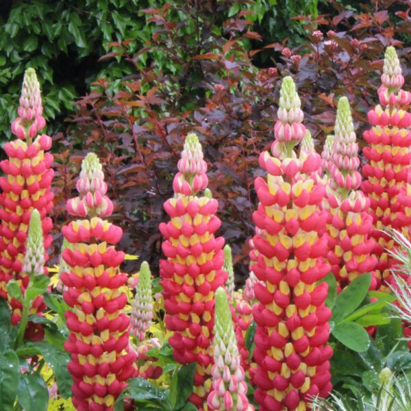 WESTCOUNTRY™ Tequila Flame Lupinus - Perennial