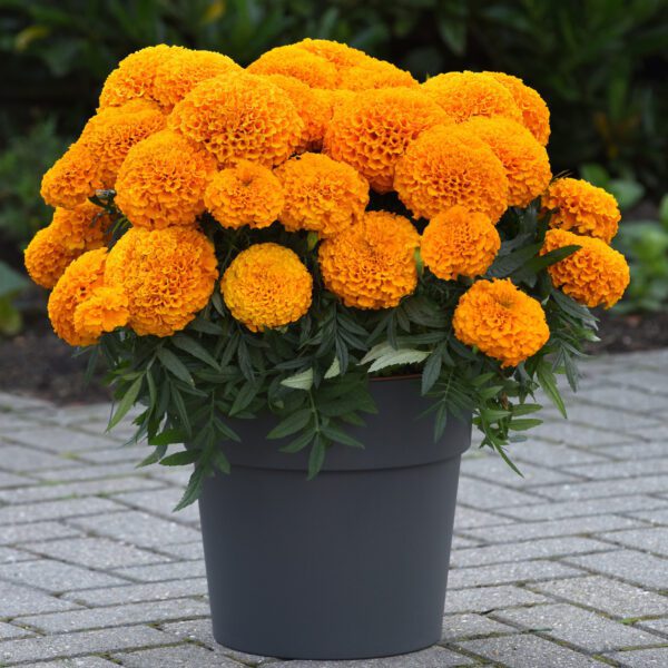 Tagetes Marvel II Orange - Annual