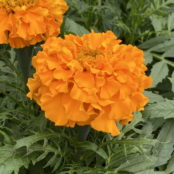 Tagetes Marvel II Orange - Annual