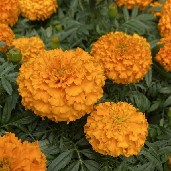 Tagetes Marvel II Orange - Annual