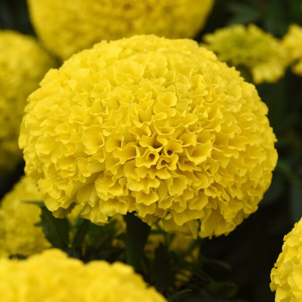 Tagetes Marvel II Yellow - Annual