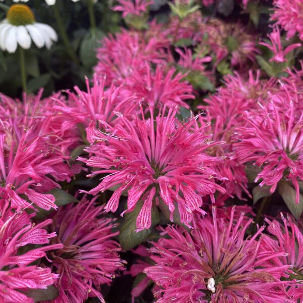 Monarda Pardon My Rose (Bee Balm) - Perennial