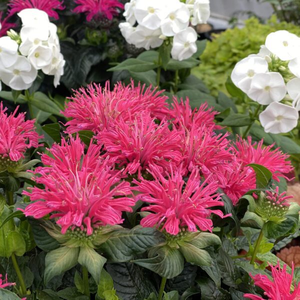 Monarda Pardon My Rose - Perennial