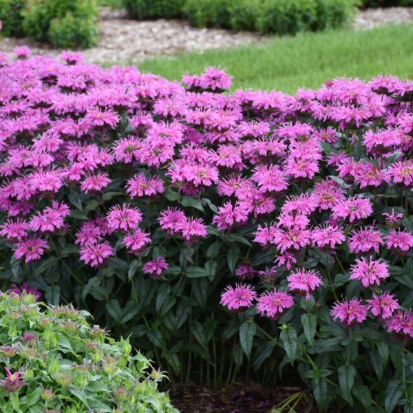 UPSCALE™ Lavender Taffeta Monarda - Perennial