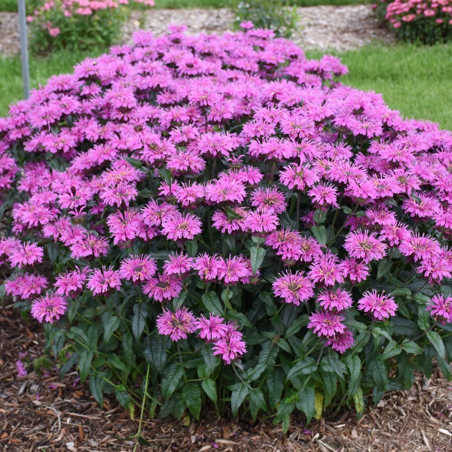 Monarda 'Leading Lady Pink' - Garden Crossings