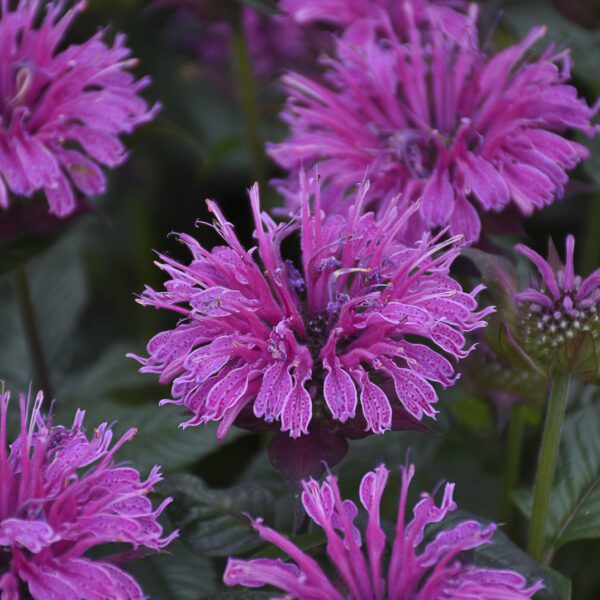 UPSCALE™ Lavender Taffeta Monarda - Perennial