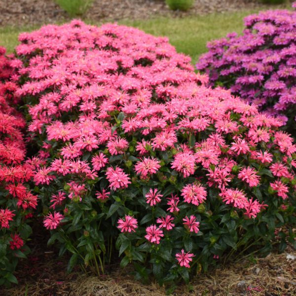 UPSCALE™ Pink Chenille Monarda - Perennial