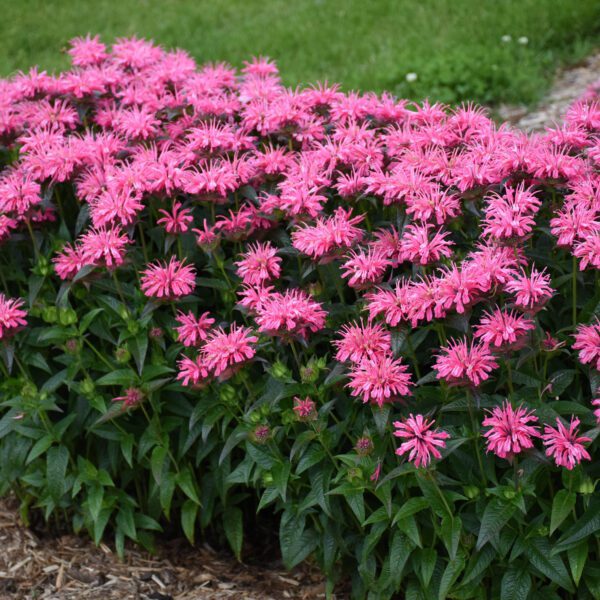 UPSCALE™ Pink Chenille Monarda - Perennial