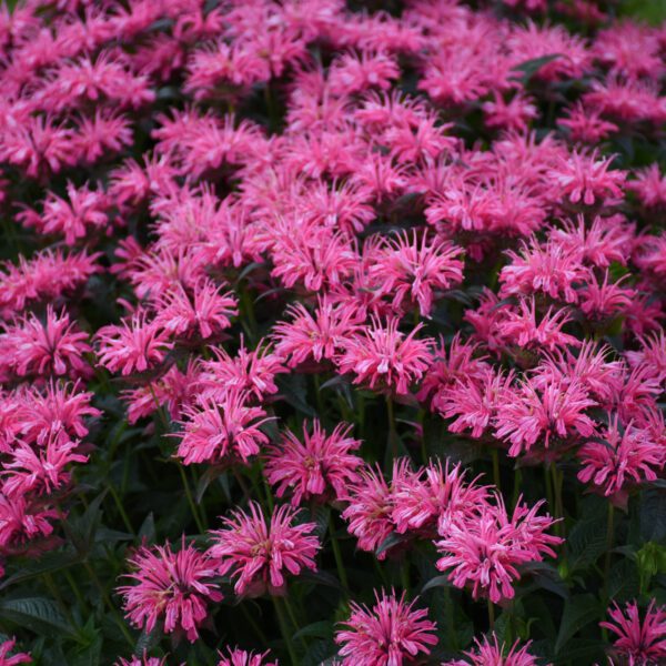 UPSCALE™ Pink Chenille Monarda - Perennial