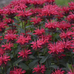 UPSCALE™ Red Velvet Monarda - Perennial