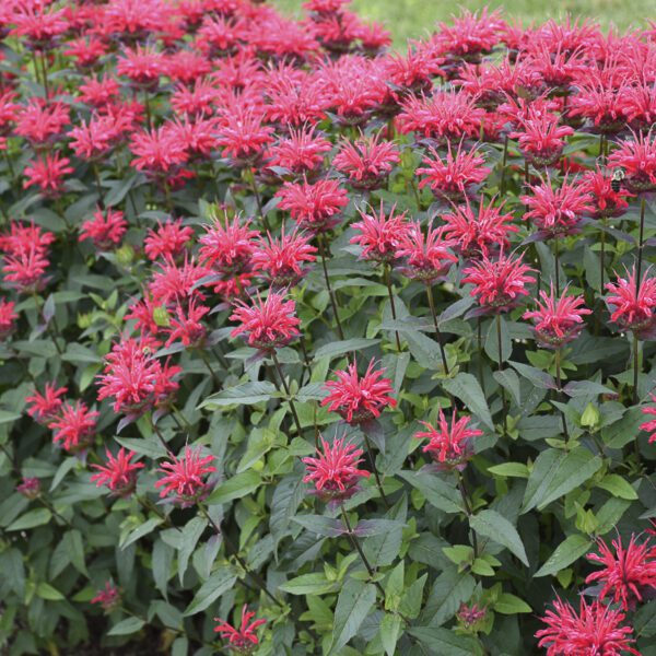 UPSCALE™ Red Velvet Monarda - Perennial