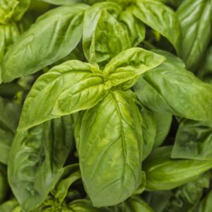 PESTO BESTO™ Basil - Edibles