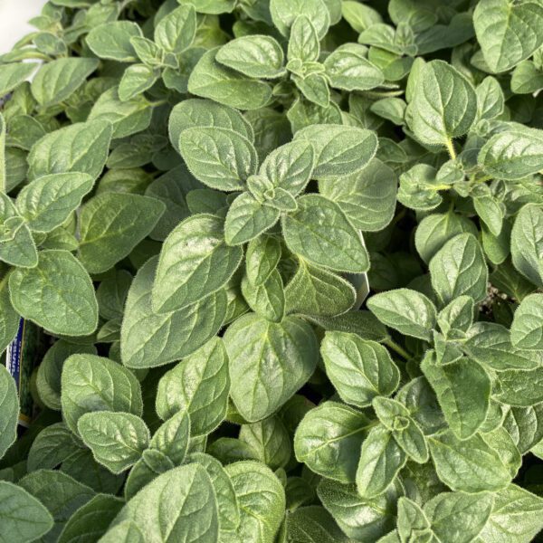 Oregano Italian - Edible