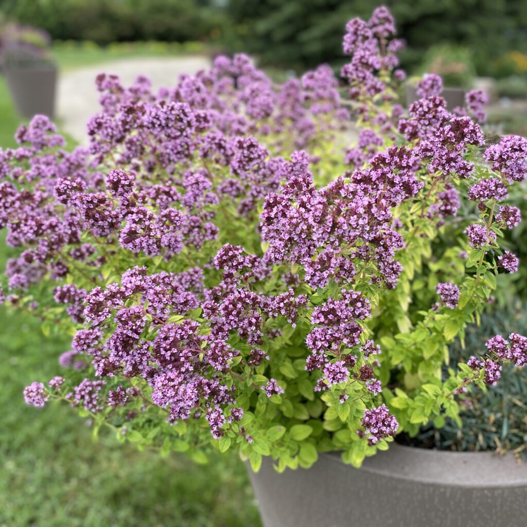 Origanum 'Drops of Jupiter' Order Online