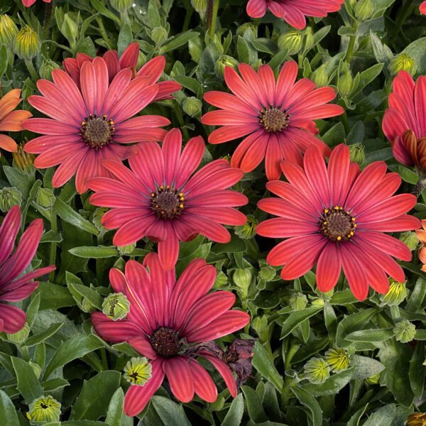 Osteospermum Bright Lights™ Red - Annual