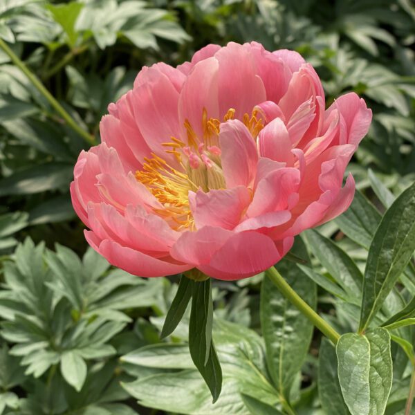 Paeonia Coral Sunset - Perennial