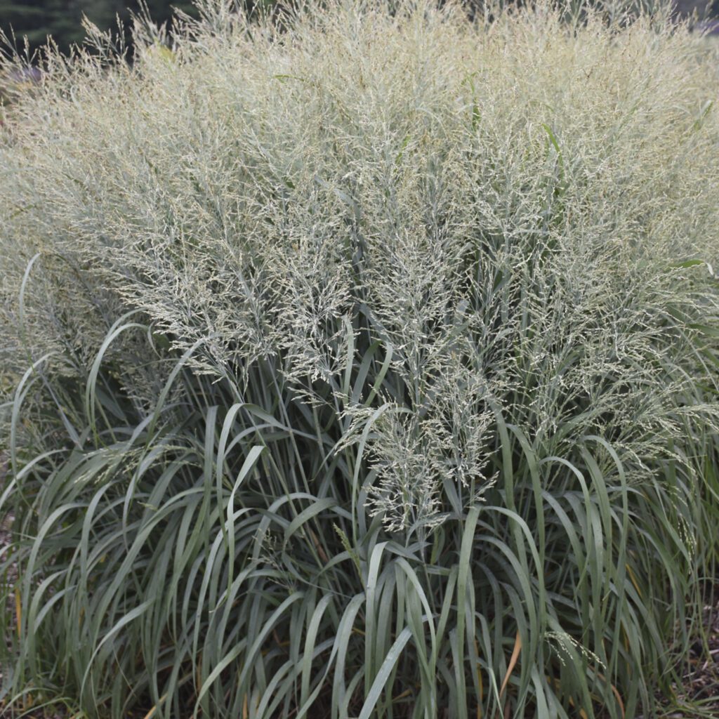 PRAIRIE WINDS® Niagara Falls Panicum - Perennial