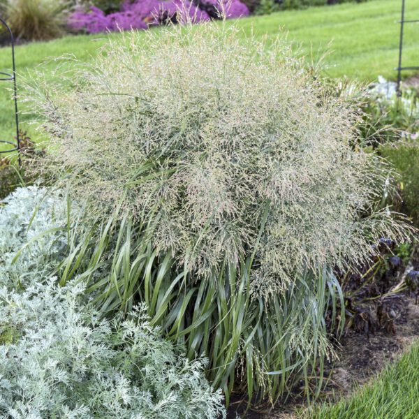 PRAIRIE WINDS® Niagara Falls Panicum - Perennial