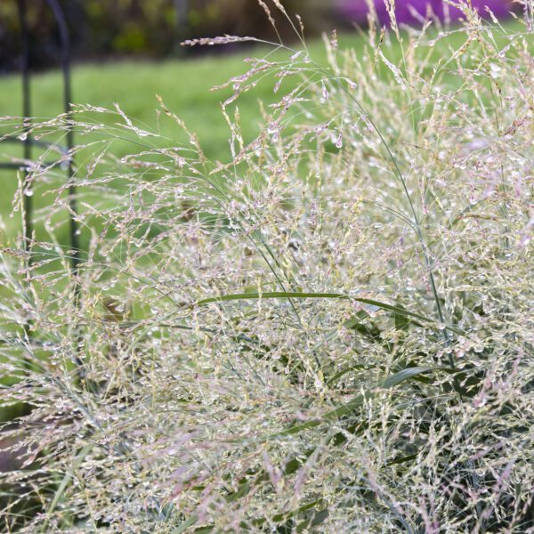 PRAIRIE WINDS® Niagara Falls Panicum - Perennial