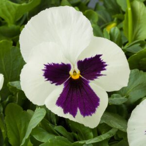 Pansy Majestic Giants White Blotch - Annual