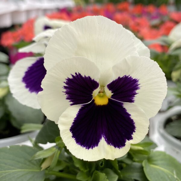 Pansy Majestic Giants White Blotch - Annual