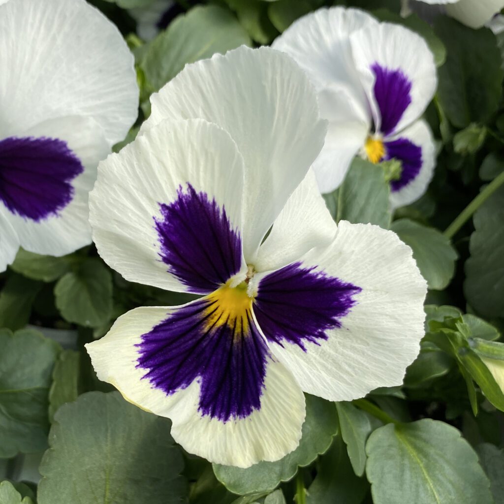 Majestic Giants White Blotch Pansy Garden Crossings