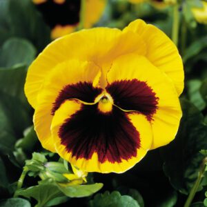 Pansy Majestic Giants Yellow Blotch - Annual