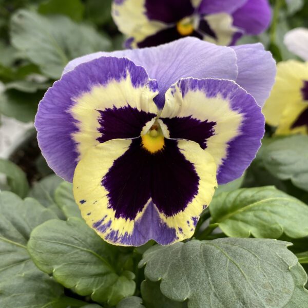 Pansy Majestic Giants Marina Shades Blotch - Annual