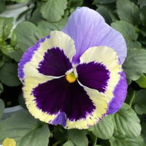 Pansy