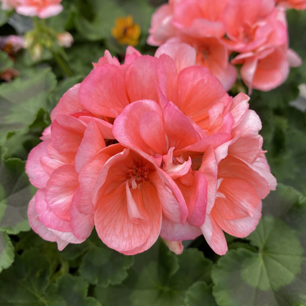 AMERICANA® Salmon Geraniums Order Online