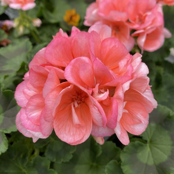 AMERICANA® Salmon Pelargonium - Annual