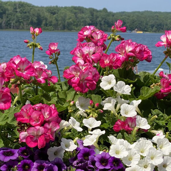 AMERICANA® Violet Ice Pelargonium - Annual