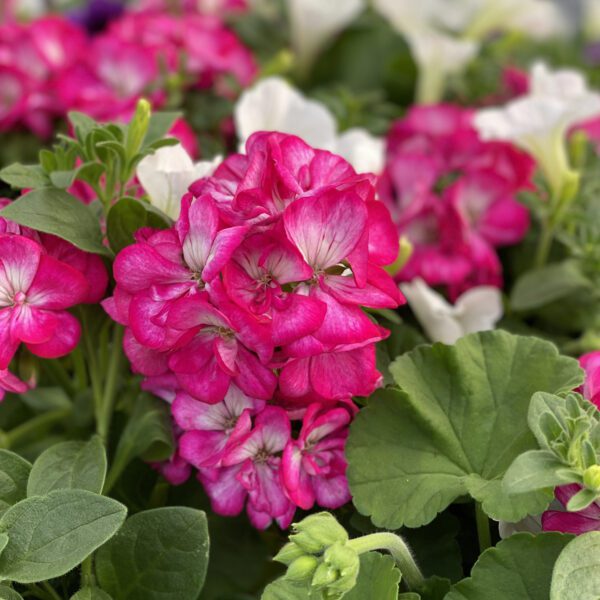 AMERICANA® Violet Ice Pelargonium - Annual