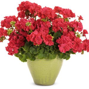 BOLDLY® Coral Pelargonium - Annual