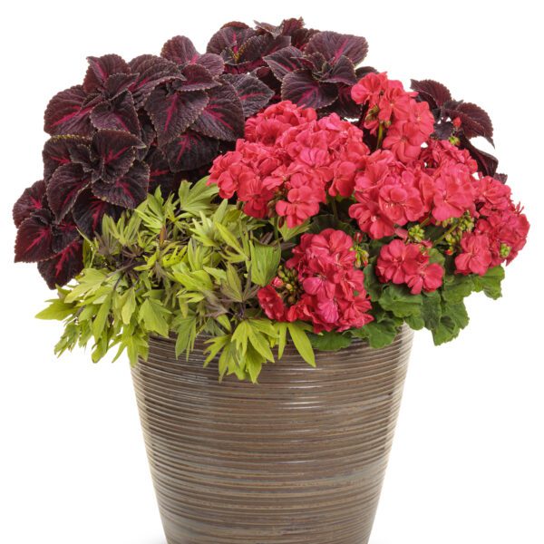 BOLDLY® Coral Pelargonium - Annual