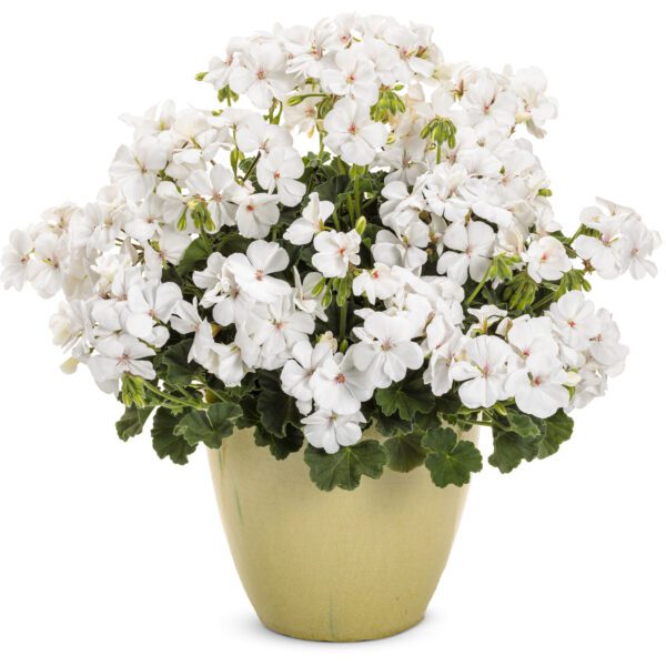 BOLDLY® White Pelargonium - Annual