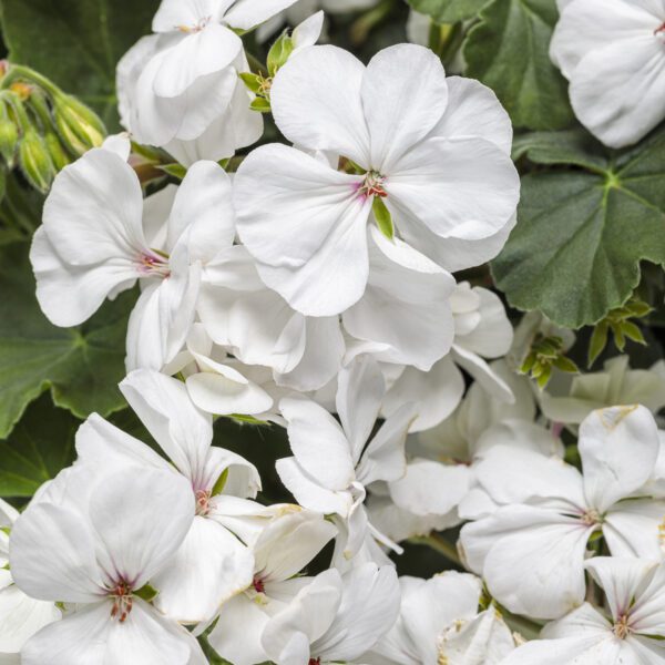 BOLDLY® White Pelargonium - Annual