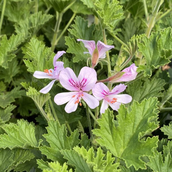 Pelargonium Citronella Mosquito Plant - Annual