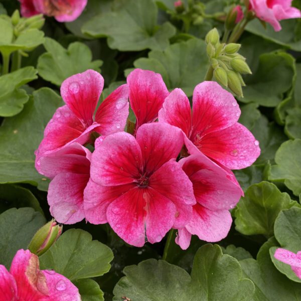 AMERICANA® Rose Mega Splash Pelargonium - Annual