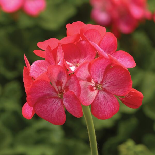 AMERICANA® Rose Ice Pelargonium - Annual