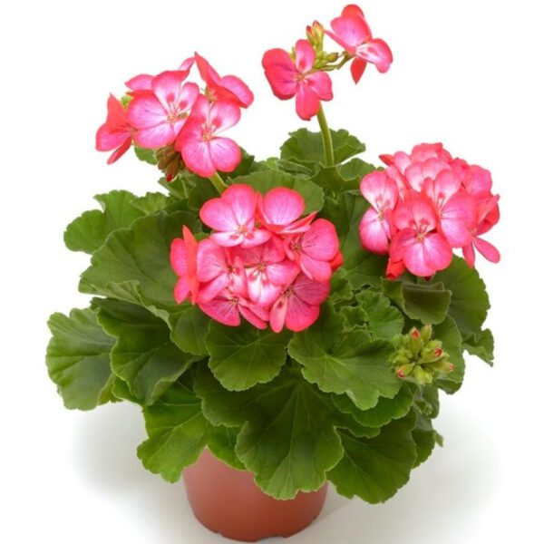 AMERICANA® Rose Ice Pelargonium - Annual