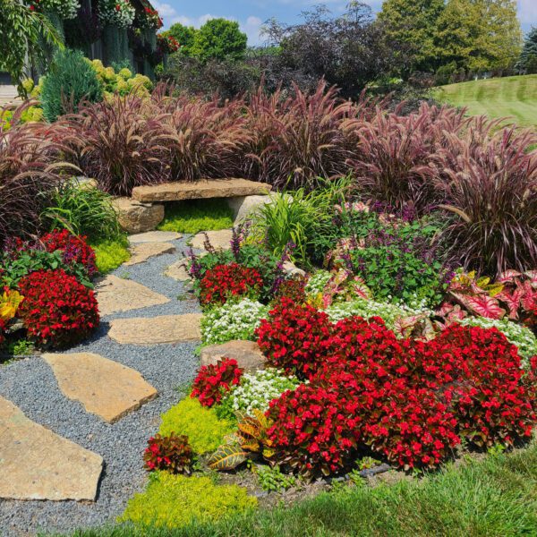 GRACEFUL GRASSES® Rubrum Pennisetum - Annual